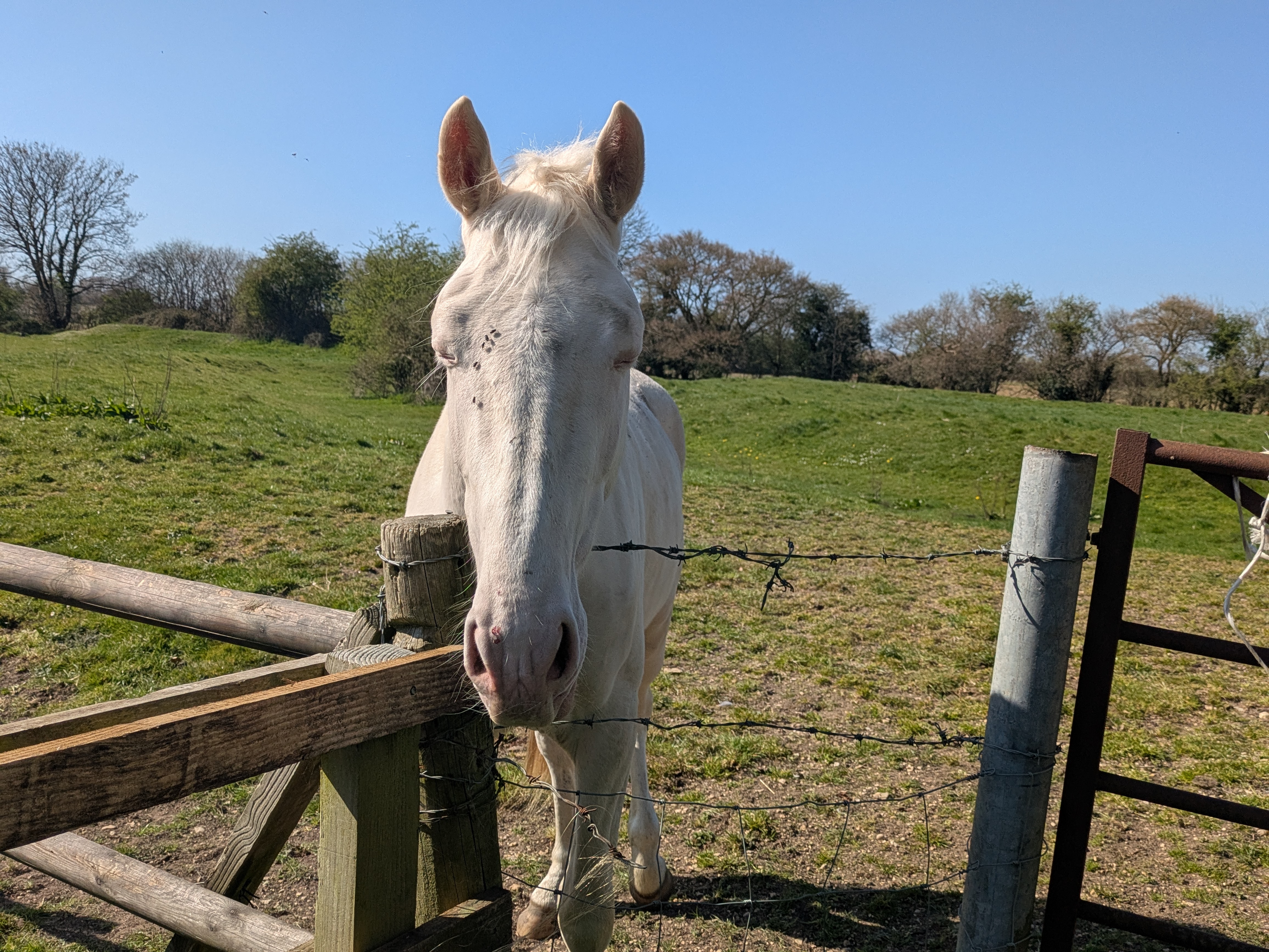 Sambourne Original Prankster