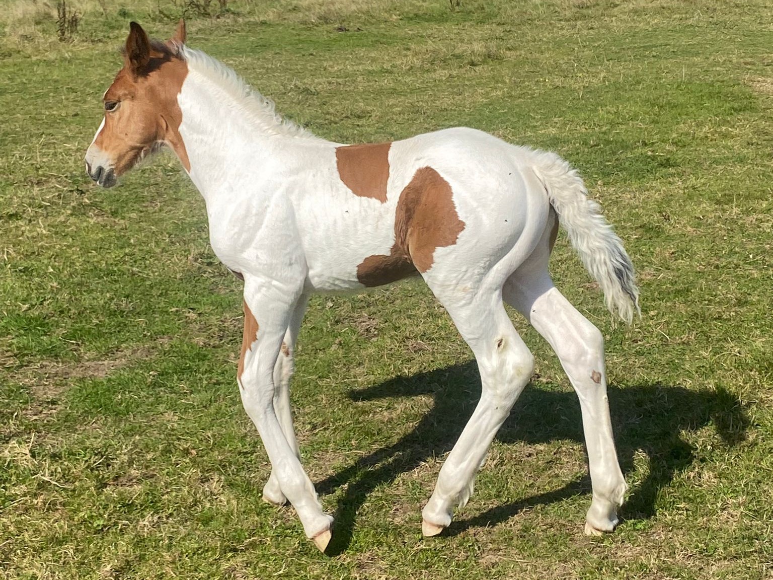 Betty's Foal