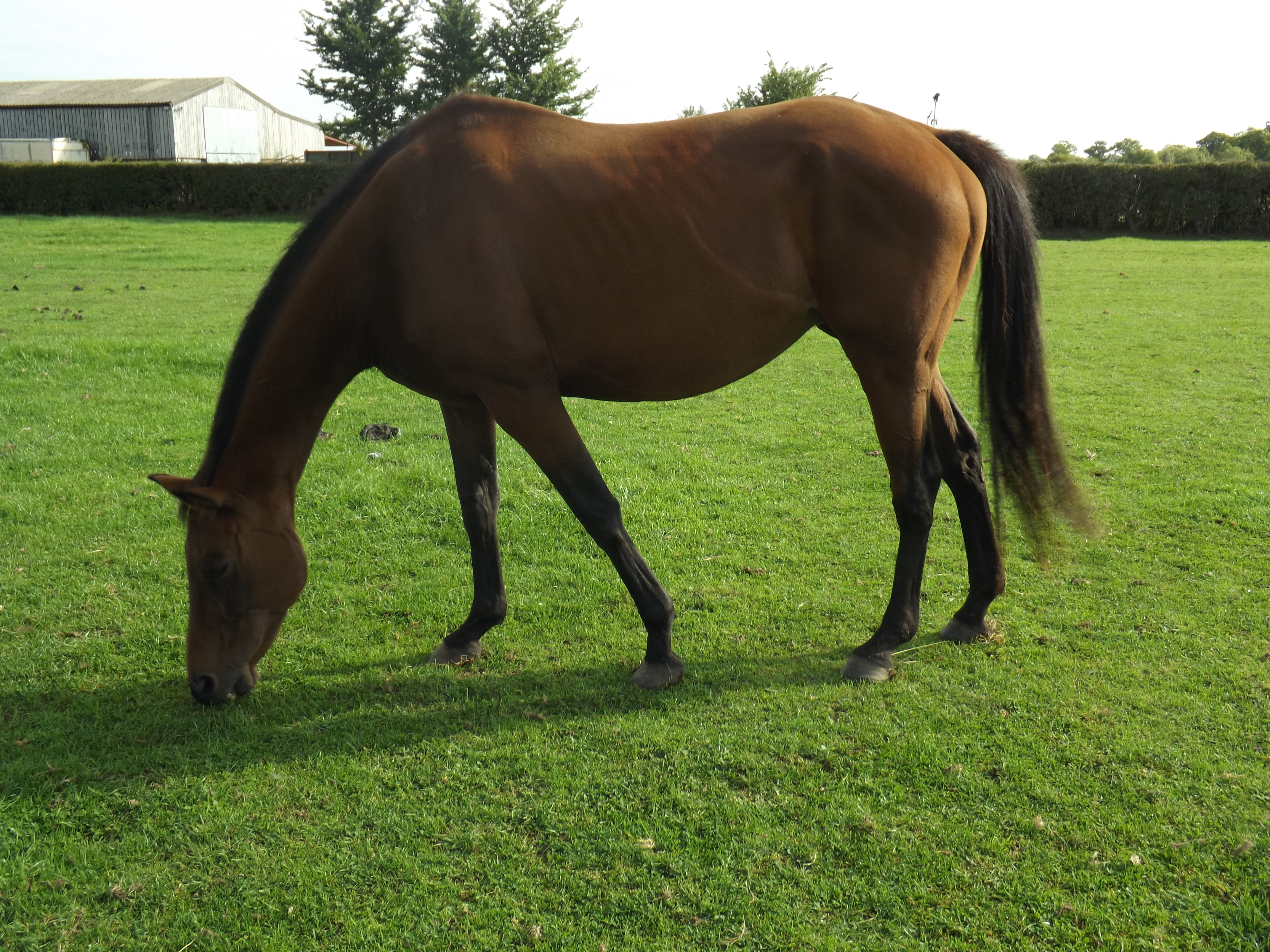 Montego Breeze (Tego)